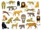 Various Wild Cat Panthera Vector Illustration