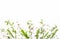 Various wild meadow green herbs on white background top view, flat lay, banner. Border of bright meadow herbs and flowers