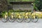 Various yellow bikes in a row