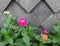 Various Zinnia flower in the garden. Flower garden in summer.