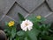 Various Zinnia flower in the garden. Flower garden in summer.