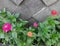 Various Zinnia flower in the garden. Flower garden in summer.