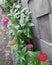 Various Zinnia flower in the garden. Flower garden in summer.