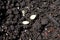 Various zucchini seeds on wet soil being planted