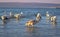 Varna bay swans