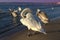 Varna beach synchronized swans