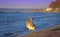 Varna beach young swan