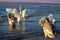 Varna morning beach swans