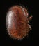 Varroa destructor bee parasite
