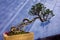 Vary Old Bonsai Tree Leaning far out of Pot