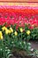 Varying colors of rows of tulips dimenishing in to horizon