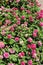 Varying Shades of Pink Zinnia Flowers in a Garden