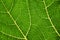 Vascular bundles within a pumpkin leaf