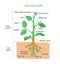 Vascular plant biological structure labeled diagram, vector illustration