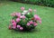 Vase of colorful Geraniums in the Garden