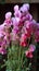 A vase filled with pink and white flowers, spring flowers, sweet pea