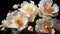 A vase filled with white poppy flowers on top of a table