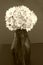 Vase with flowers, sepia