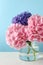 Vase with hortensia flowers on table against light blue background