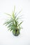 A vase with a houseplant. Greening concept hotel room fresh interior. Beautiful plant on a white background