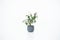 A vase with a houseplant. Greening concept hotel room fresh interior. Beautiful plant on a white background