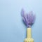 Vase of purple hares tail grass Lagurus ovatus dry flowers on blue background