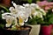 Vase with white flowers of the Orchid Coelogyne cristata