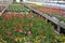 vases of geranium flowers for sale inside a big greenhouse