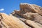 Vasquez Rocks landscape - slanted