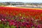 Vast acres of purple, pink, red and yellow flowers in the field with lush green leaves and stems at The Flower Fields