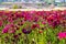Vast acres of purple, pink, red and yellow flowers in the field with lush green leaves and stems at The Flower Fields