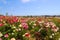 Vast acres of purple, pink, red and yellow flowers in the field with lush green leaves and stems at The Flower Fields