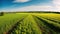 Vast Agricultural Field Panorama Painting the Landscape. Generative AI