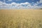 Vast agricultural wheat field