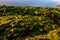 The vast area of Eldhraun, in Iceland, covered by woolly moss