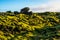 The vast area of Eldhraun, in Iceland, covered by woolly moss