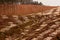 Vast clearcut Eucalyptus forest for timber harvest