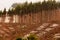 Vast clearcut Eucalyptus forest for timber harvest