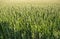 Vast corn fields at Guadiana Valley, Spain