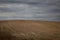 Vast cornfield and a cloudy sky over it in West Virginia