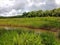 a vast expanse of grassy swamps near the coast of Nunukan Island, Indonesia