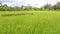 A vast expanse of paddy fields with green rice