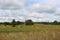 A vast expanse of prairie with grasses, wildflowers a pond and a forest in the background at Pine Dunes Forest Preserve