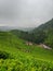 the vast expanse of tea plantations and cloudy skies
