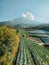 A vast expanse of vegetable plantation and mountains in the morning