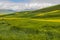 The vast expanse of the wheat and flower