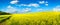 Vast field of blossoming rapeseed, panorama