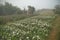 Vast field of budding Chrysanthemums, Chandramalika, Chandramallika flowers