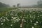 Vast field of budding Chrysanthemums, Chandramalika, Chandramallika flowers