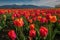 Vast field of colorful tulips under the morning sun., generative IA
